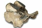 Woolly Mammoth Jaw Section w/ Molars - North Sea #298454-5